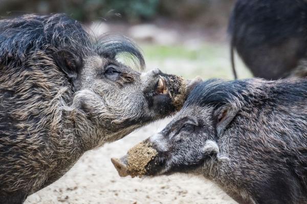 Keine Sau interessiert sich für bedrohte Schweine - Zootier des Jahres 2022: Das Pustelschwein