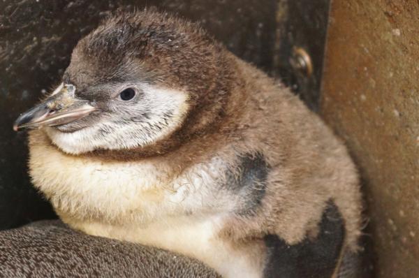 Winterwunder wird flügge - Pinguine überraschen den Tierpark + Fossilium Bochum mit Nachwuchs zu ungewöhnlicher Zeit
