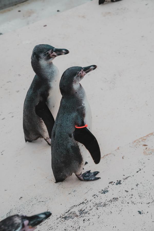 Großer Aktionstag zum Welt-Pinguintag im Tierpark + Fossilium Bochum
