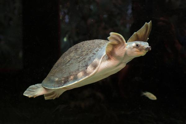 Papua-Weichschildkröte