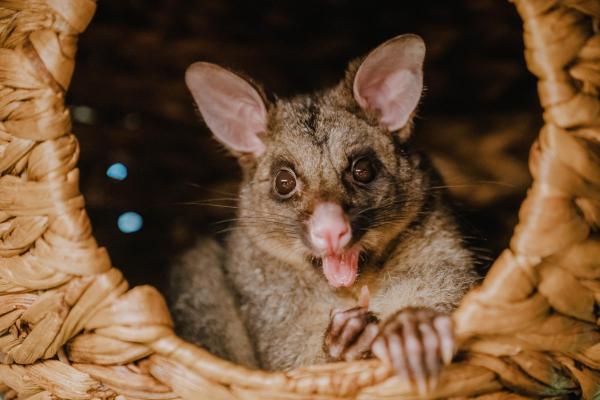 „Hello from Down Under!“
Tierpark + Fossilium Bochum begrüßt australischen Fuchskusu als neue Tierart