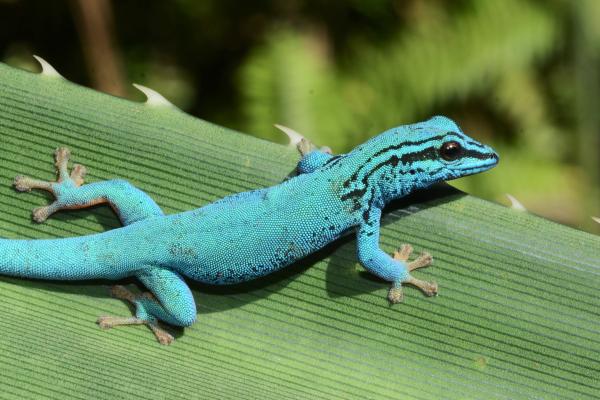 Stark bedroht trotz starker Haftung - kleiner Kletterkünstler mit großer Aufmerksamkeit: Der Gecko wird Zootier des Jahres
