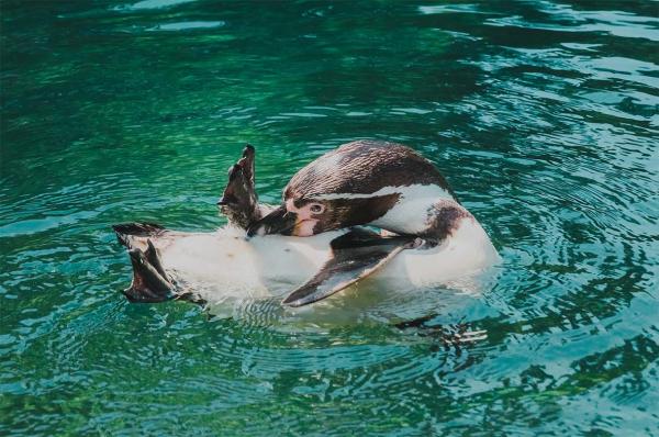Großer Aktionstag zum Welt-Pinguintag im Tierpark + Fossilium Bochum