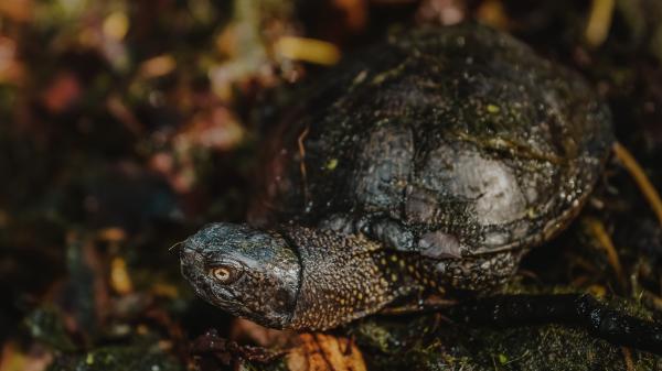 Europäische Sumpfschildkröte