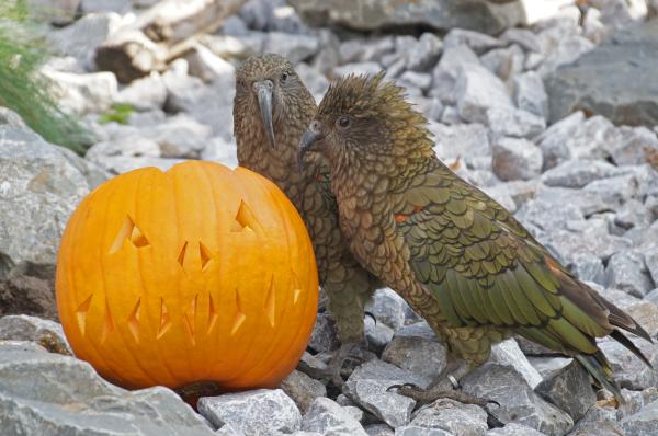 Halloween-Spektakel im Tierpark Bochum