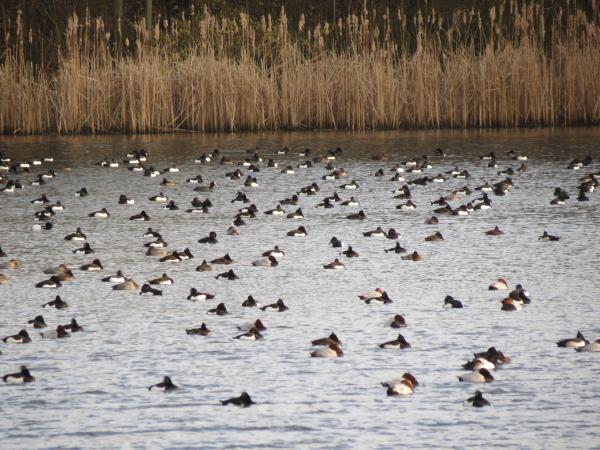 
Faszinierende Einblicke in die Vogelwelt des Kemnader Sees 