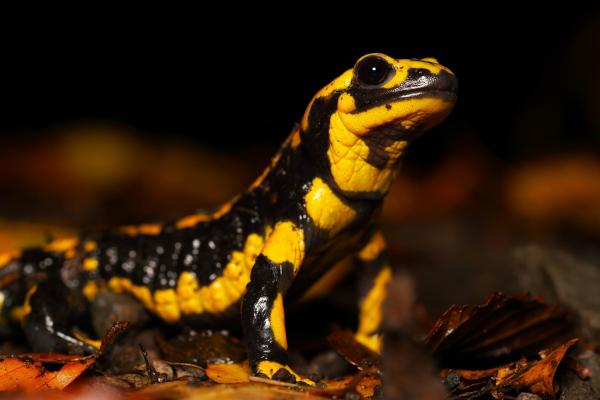 Der alarmierende Rückgang der Feuersalamander