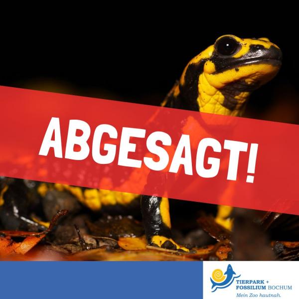 Der alarmierende Rückgang der Feuersalamander