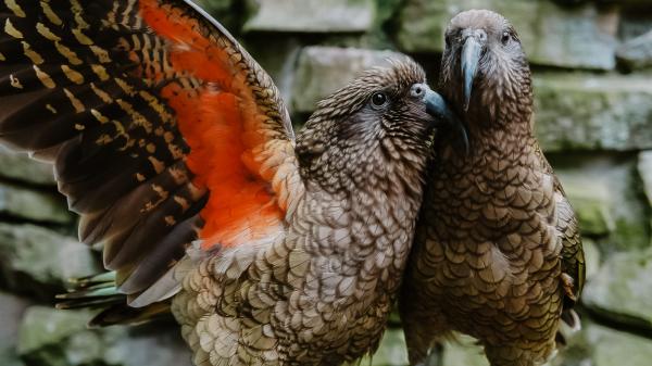 Kea