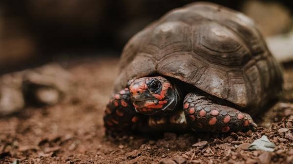 Köhlerschildkröte