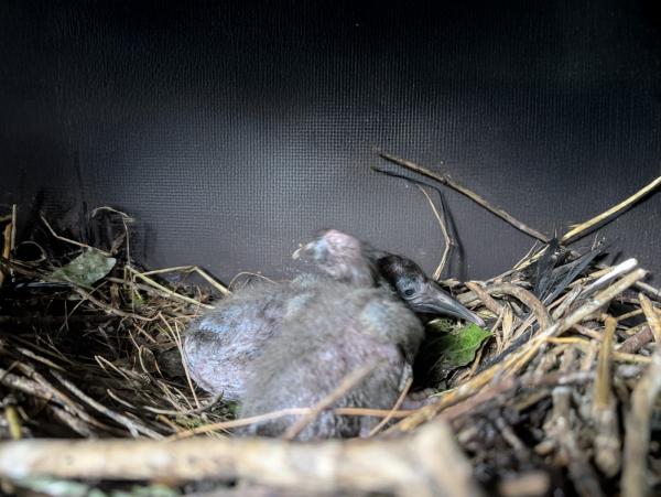 Erfolgreiche Nachzucht bei stark bedrohter Vogelart