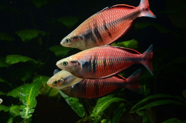 Regenbogenfische in der Prigen Conservation Breeding Ark 