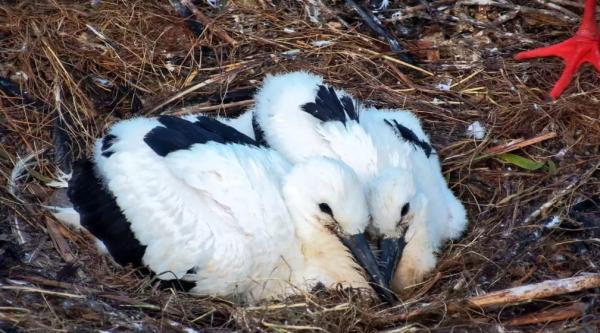 Wattenscheider Storchnachwuchs erfolgreich ausgewildert