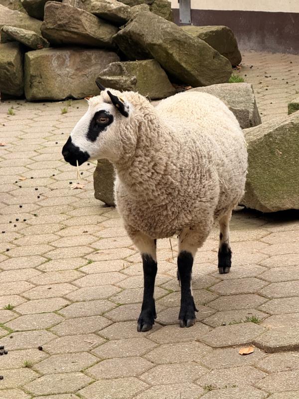 Neue Bewohner im Tierpark + Fossilium Bochum