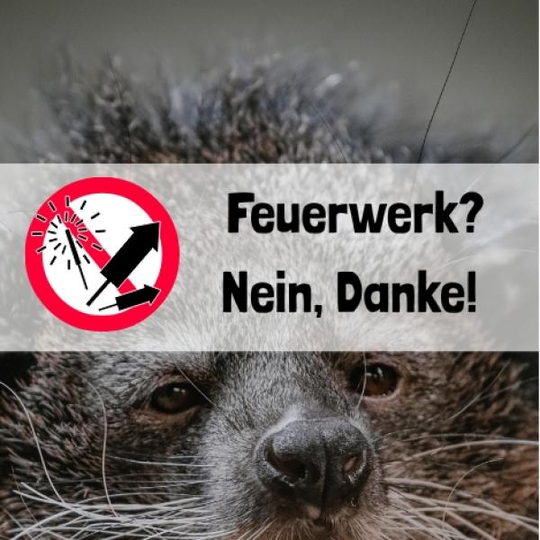 Silvester für Tiere: Stress pur