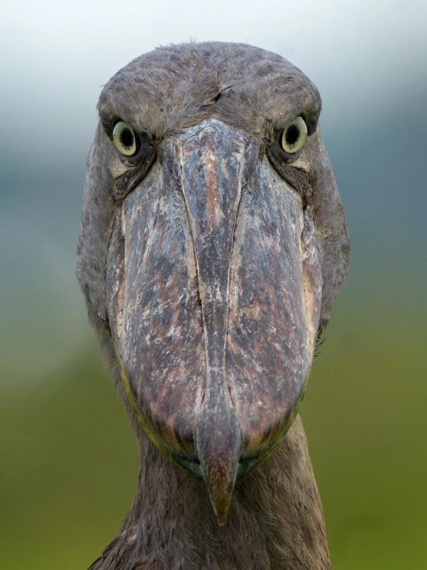 NABU Vortrag: "Afrikas Naturwunder: Reise durch das wilde Uganda"