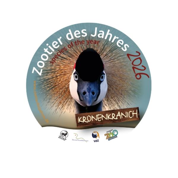 Glücksboten in Gefahr: Der Kronenkranich ist das Zootier des Jahres 2026