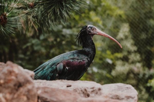 World Wildlife Day am 03. März 