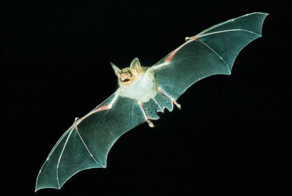 Fledermäuse und Lichtverschmutzung 