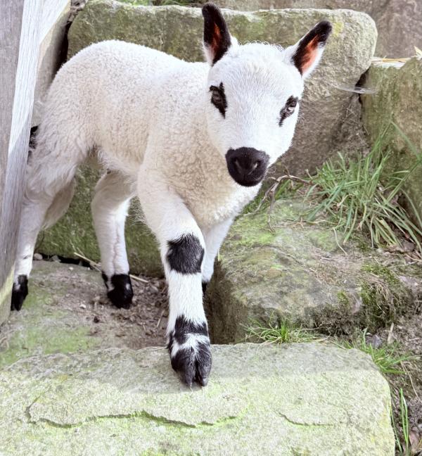 Süßer Nachwuchs im Tierpark + Fossilium Bochum: Kerry Hill-Lämmchen geboren