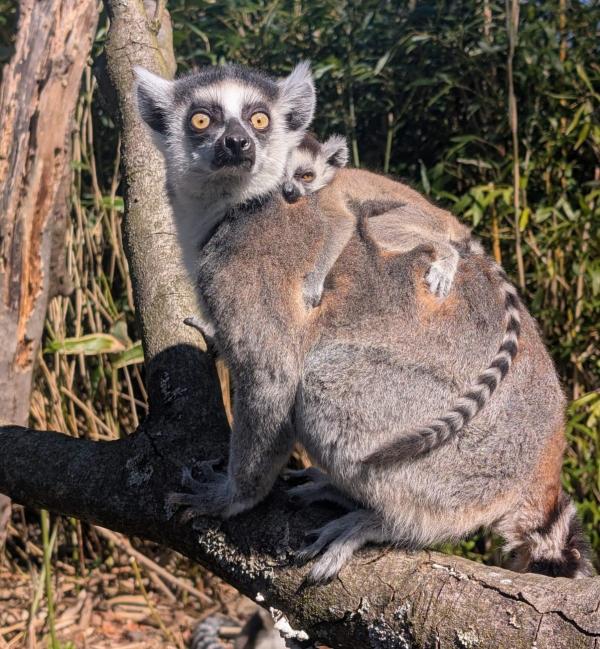 Frühlingserwachen im Tierpark + Fossilium Bochum