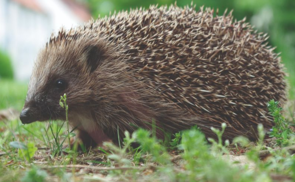 Der letzte Stachelritter – NABU-Vortrag zum Schutz der Igel im Tierpark + Fossilium Bochum