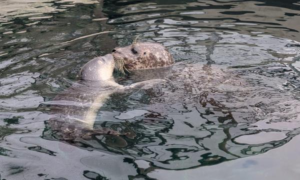 Bewegender Abschied im Tierpark + Fossilium Bochum: Neuer Lebensabschnitt für Seehunde Motte, Floh und Nubbel 