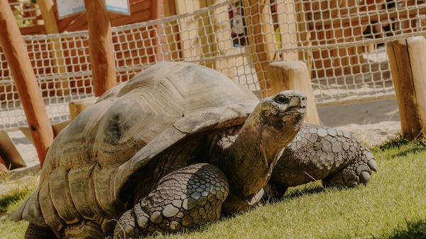 Seychellen-Riesenschildkröte