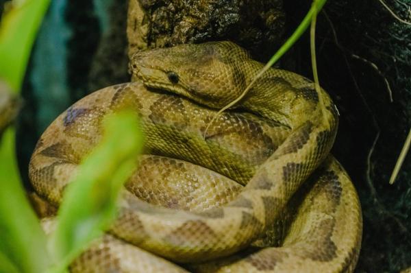 Ringelboa