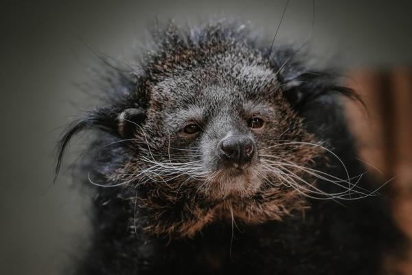 Binturong